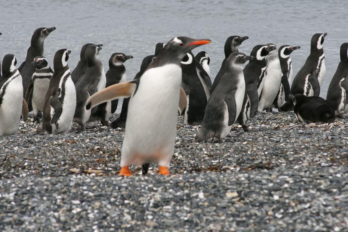 colinia de pinguinos - terramar